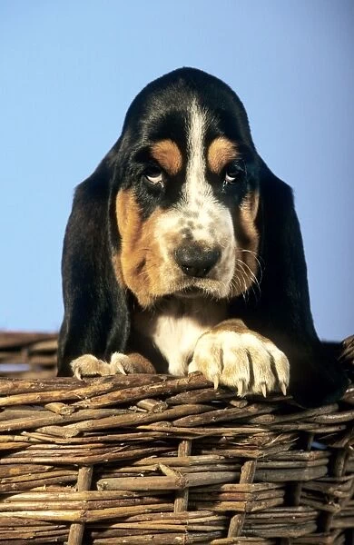 Dog - Basset Hound puppy in basket