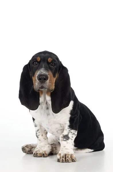 DOG - Basset hound puppy sitting