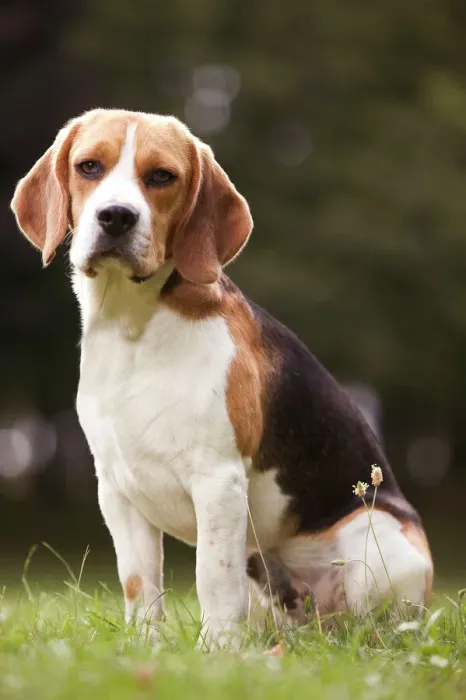 Framed Print : Beagle Print Framed Print : Beagle Print