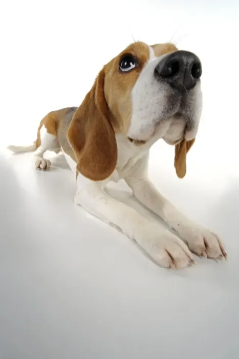 Framed Print : Beagle Lying Down Print JD-22462 Framed Print : Beagle Lying Down Print JD-22462
