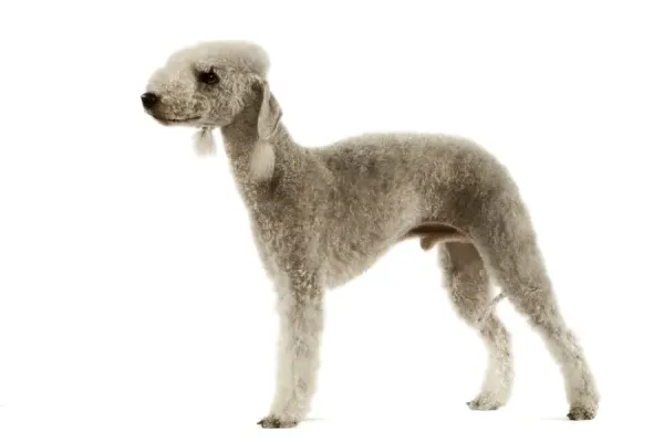 Bedlington Terrier Print LA-4064 by Jean Michel Art