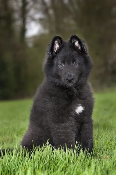 Dog - Belgian Shepherd Dog Groenendael - puppy