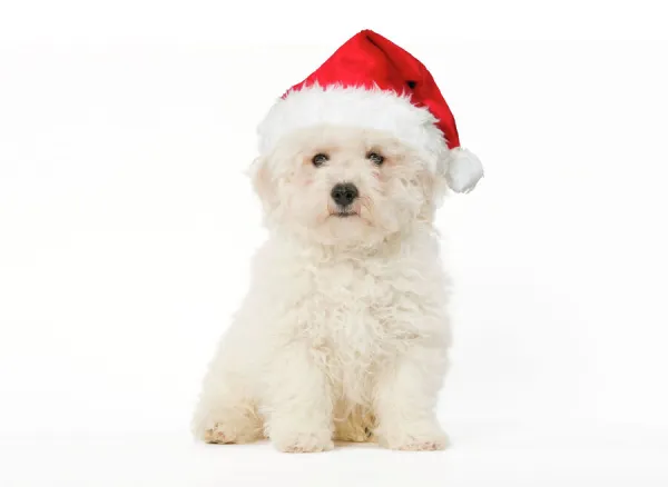 Dog - Bichon Frise - puppy sitting in studio wearing Christmas hat Digital Manipulation: Hat (Su)