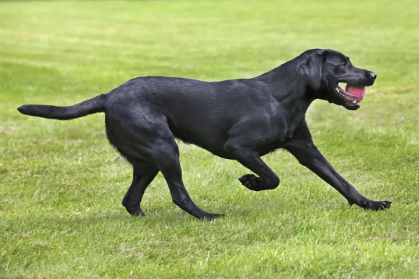 Black dog ball discount