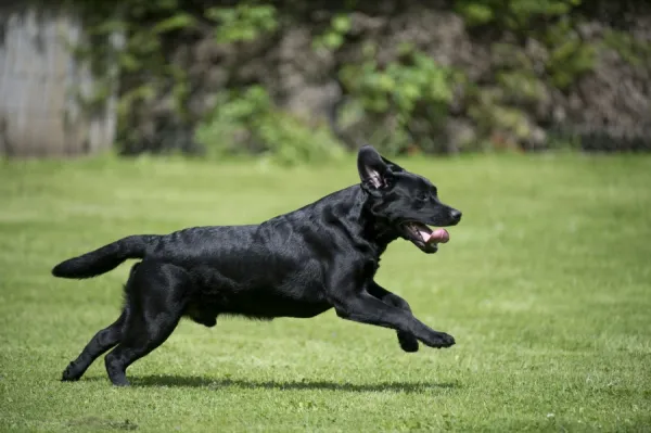 DOG - Black labrador running in garden