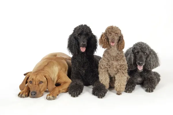 DOG. Black poodle, grey poodle, brown miniature poodle and dog