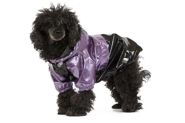 Dog - black Poodle weariny shiny purple jacket