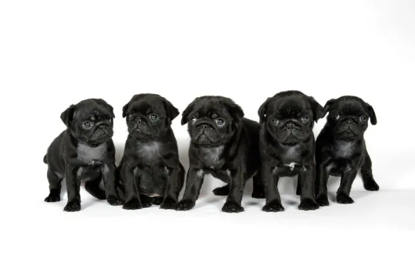 DOG. Five black pug puppies (6 weeks old)