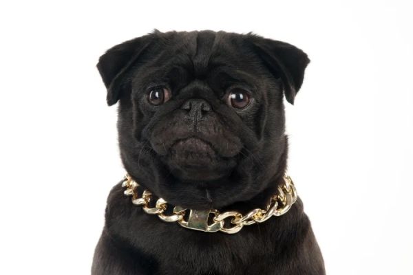 black dog with gold chain