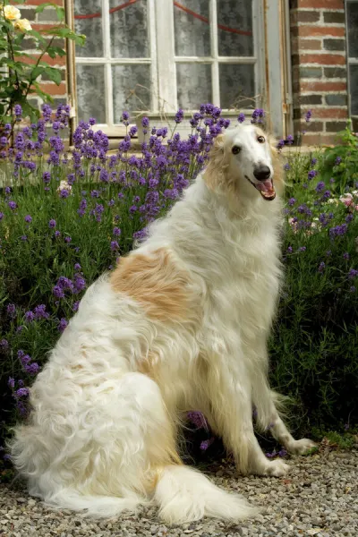 DOG - Borzoi  /  Russian Wolfhound