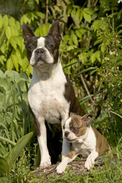 Dog - Boston Terrier adult & puppy