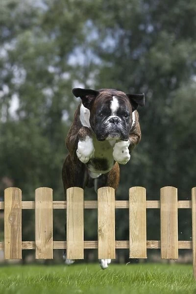 Dog - Boxer - jumping over fence in garden