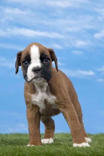 BOXER PUP PUPPY DOG NEW GIANT POSTER WALL ART PRINT PICTURE G318
