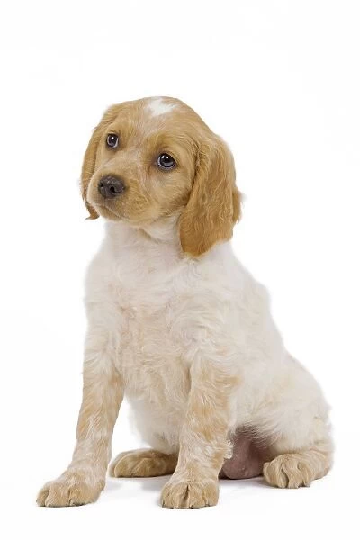 Dog - Brittany  /  Epagneul Breton puppy