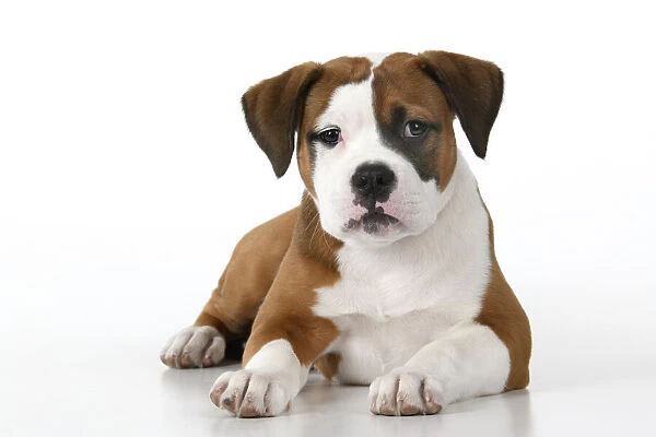 DOG. Bulldog X breed, 16 weeks old puppy, laying, studio, white background