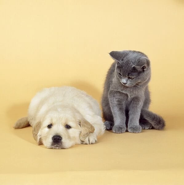 Dog & Cat - kitten looking at puppy laying down