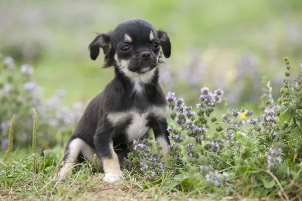 Dog - Chihuahua - 8 week old puppy