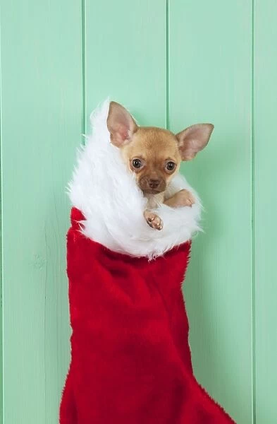 DOG - Chihuahua sitting in christmas stocking