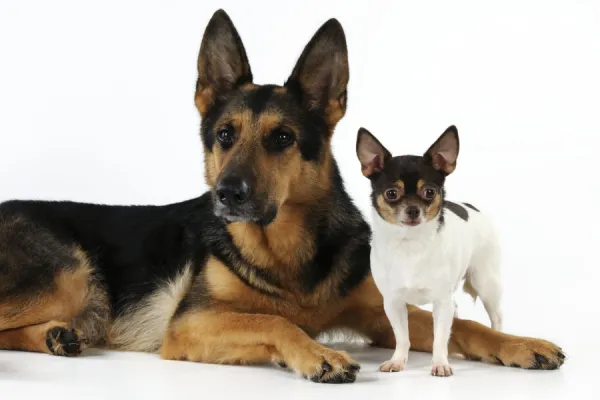 DOG. Chihuahua standing next to a german shepherd laying down