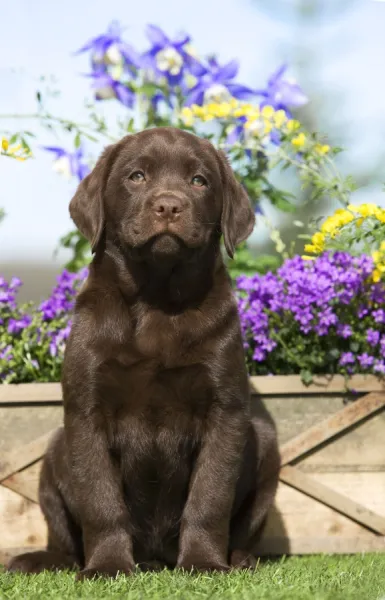 Dog - Chocolate Labrador puppy outside in garden