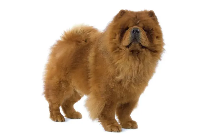 Framed Print : Chow Chow Print LA-3219 Framed Print : Chow Chow Print LA-3219