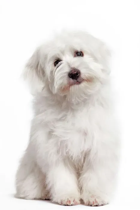 Framed Print : Dog - Coton de Tulear Print Framed Print : Dog - Coton de Tulear Print