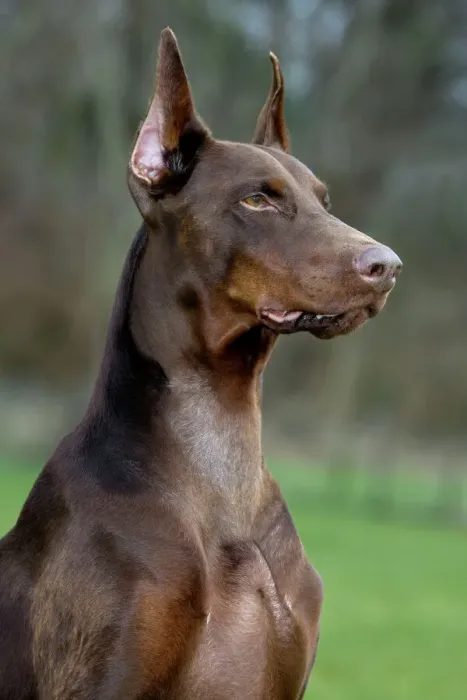 Framed Print : Dobermann Print Framed Print : Dobermann Print