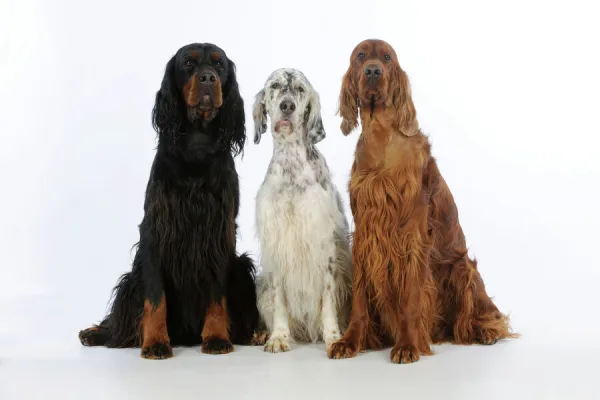 DOG. English setter sitting between gordon setter and irish setter