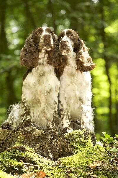 Dog - two English springer spaniels in woodland