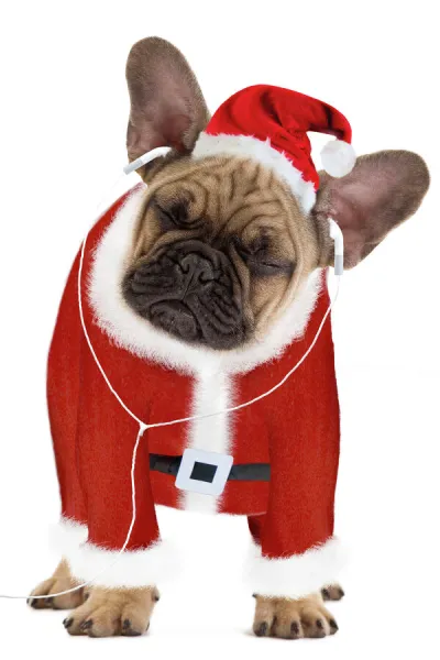 Dog - French Bulldog dressed as Father Christmas listening to earphones Digital Manipulation: Hat & belt (Su) - Outfit & headphones made (Ardea) - added head from LA-7712