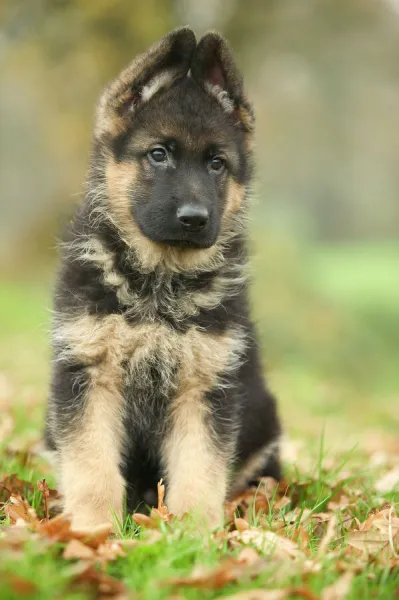 Dog - German Shepherd puppy