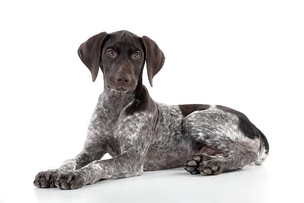 DOG - German Shorthaired Pointer - laying down
