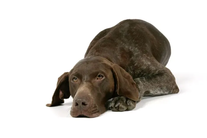 Framed Print : German Shorthaired Pointer Print Framed Print : German Shorthaired Pointer Print