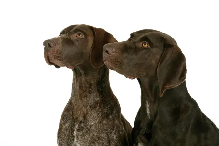 Framed Print : German Shorthaired Pointers Print Framed Print : German Shorthaired Pointers Print