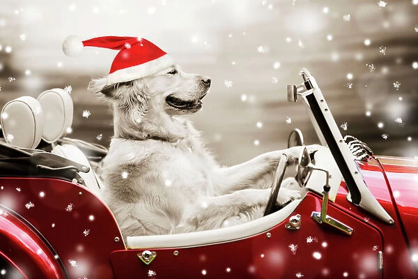 Dog Golden Retriever in car with Christmas hat snowing. Digital Manipulation