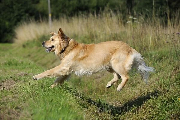 Dog. Golden Retriever jumping over ditch