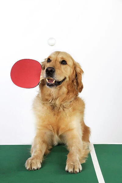 DOG. Golden retriever playing table tennis