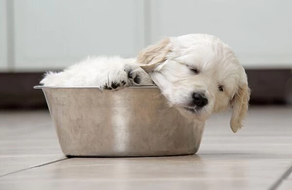 Dog. Golden Retriever puppy (6 weeks) sleeping in dog bowl