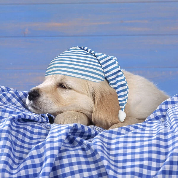 DOG - Golden Retriever Puppy lying down on blue gingham wearing a nightcap