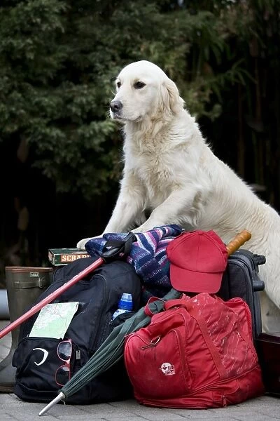 Dog - Golden Retriever waiting by luggage