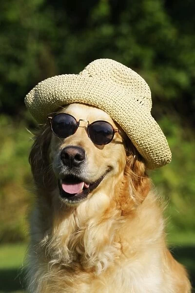 Dog. Golden Retriever wearing hat and sunglasses