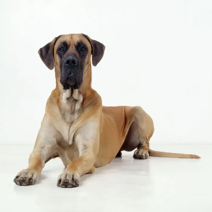 Framed Print : Great Dane Lying Down Print