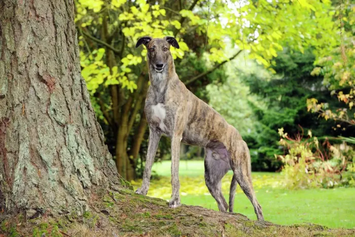 Framed Print : Greyhound Print on Tree Root Framed Print : Greyhound Print on Tree Root