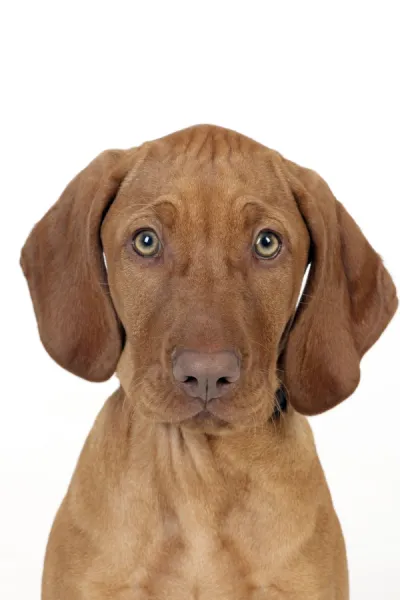 DOG - Hungarian vizsla puppy (head shot)