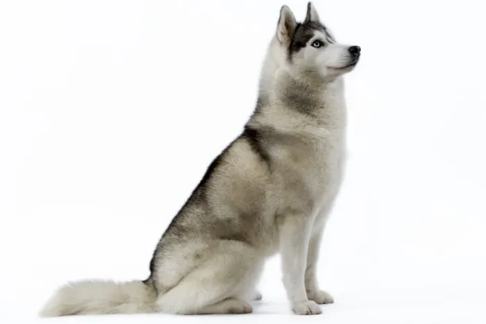 Framed Print : Husky Print Framed Print : Husky Print