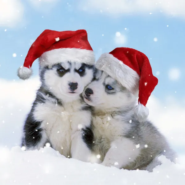 DOG - two husky puppies sitting in snow wearing red Christmas Santa hats