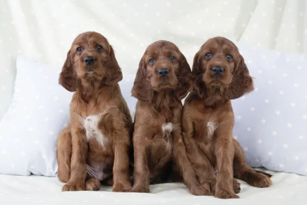 Dog - Irish Setter - Puppies sitting down on pillow