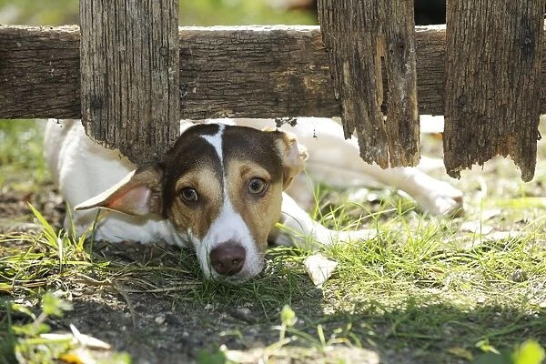 DOG. Jack russell terrier looking through garden fence
