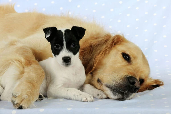 DOG. Jack russell terrier puppy laying under golden retrievers leg