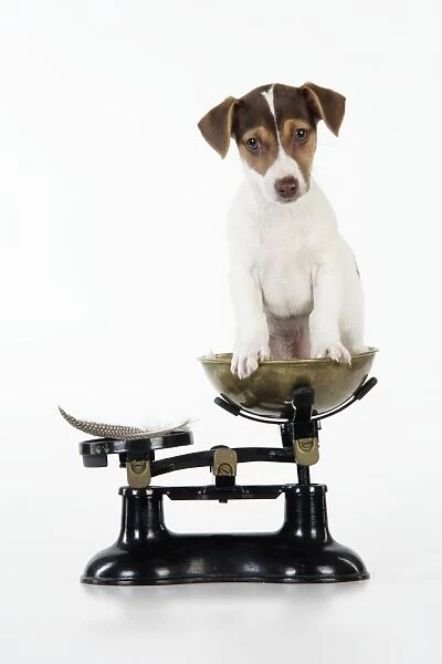 Dog - Jack Russell Terrier puppy on scales with a feather